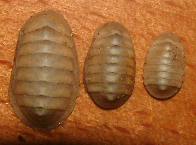 Lepidopleurus cajetanus